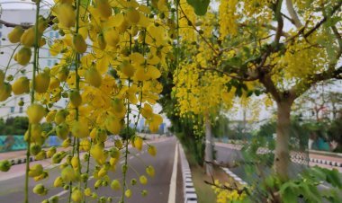 ସୁନାରୀ ଫୁଲର ବାସ୍ନା