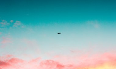 ଦୃଶ୍ୟ ବାହାରେ ପକ୍ଷୀଟିଏ