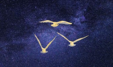 ଘୃଣାର ଭାଷା କବିତା ହୋଇପାରିବ ନାହିଁ